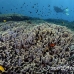 coral_cabbage_ped_np_h_0002_bal3133.jpg